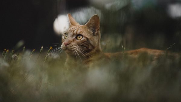 Wróż Adela Wróż Adela